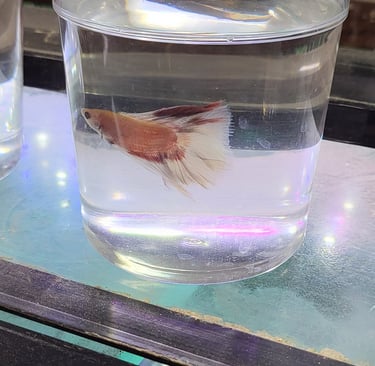 Beta Fish - Pet Den