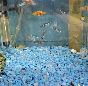 Neon Tetra-Pet Den