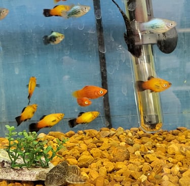 Platys - Pet Den