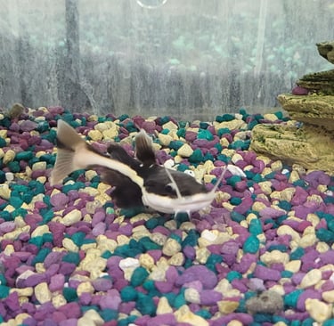Red Tail Cat-Pet Den