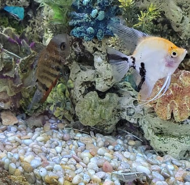 Angel fish & Bolivian Ram -Pet Den