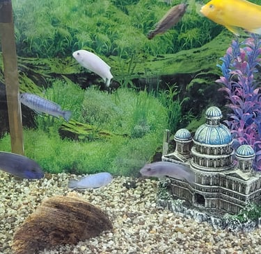 African Cichlids - Pet Den