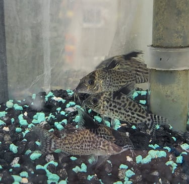 Cory Cats-Pet Den