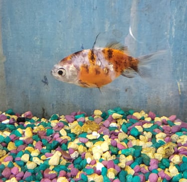 Calico Fantail Goldfish - Pet Den