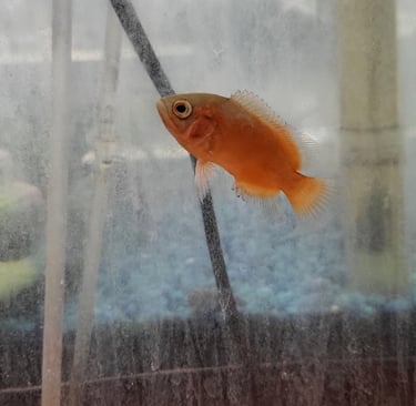 Oscar - Pet Den