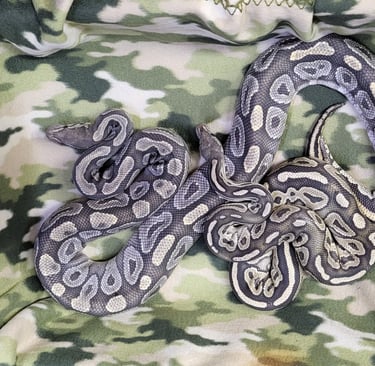 Female-Black-Pastel-Hypo-Male-Mojave-Hypo