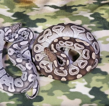 Female is a Mojave Double het Axanthic Hypo. Male is a True ghost- Pet Den