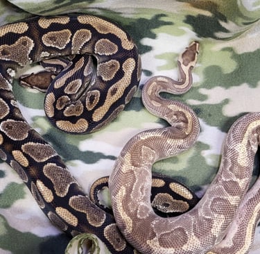 Enchi-Yellowbelly-Pet-Den