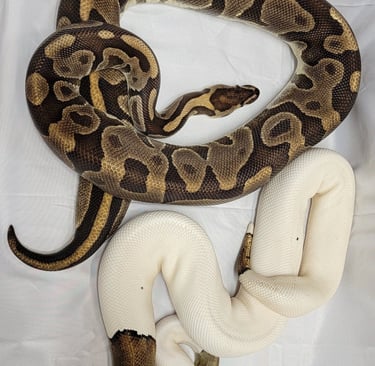 Mahogany - Inchi Leopard- Ped Den