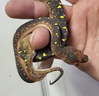 Green Tree Python - Pet Den