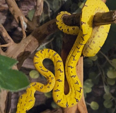 Green Tree Python 