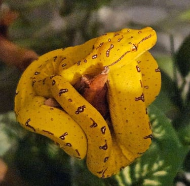 Green Tree Python 