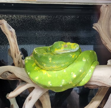 Green Tree Python - Pet Den