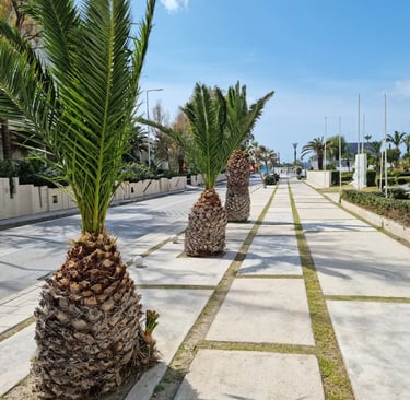 A row of short palm trees lining a modern concrete walkway at a sunny tropical resort.