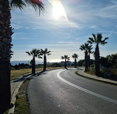 palm trees in rhodes monte smith road
