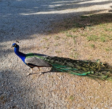A male Indian peacock with a long green iridescent tail walking across a gravel path.
