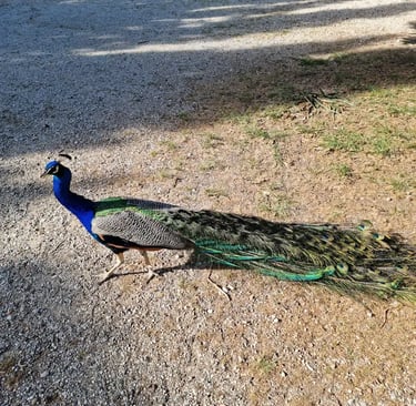 a peacock standing on a gravel road