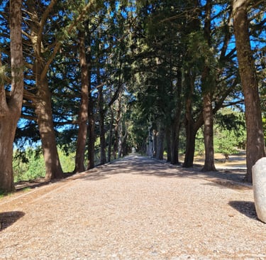 walking path surrounded by trees in filerimos