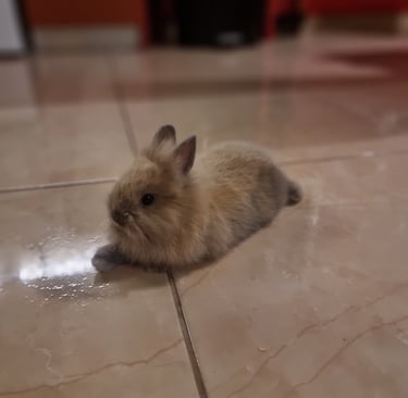 a small rabbit sitting on the floor