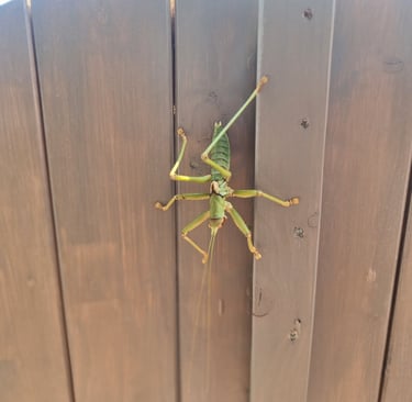 A large green bush cricket climbing vertically on a dark brown wooden garden fence.