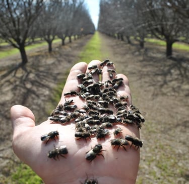 hand holding a bunch of blue orchard bees in an orchard