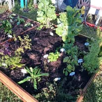 a garden with a variety of plants and flowers