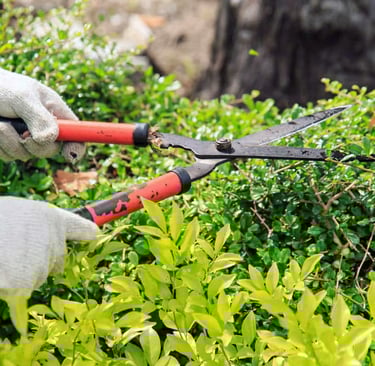 a person cutting a bush with a pair of scissors