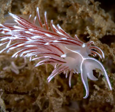 Coryphelle argentée