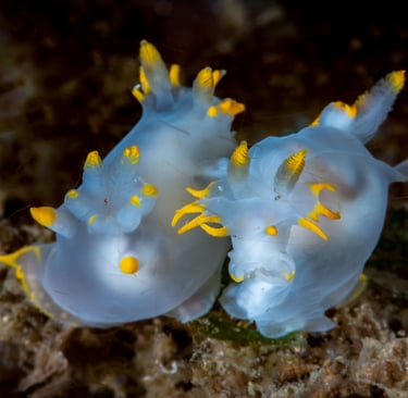 Polycera des Cornouailles