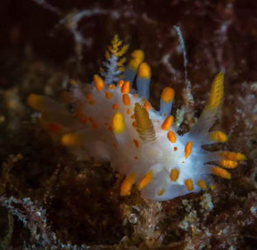 Limacia clavigera