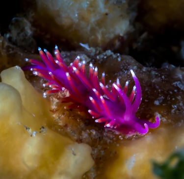 Coryphelle mauve