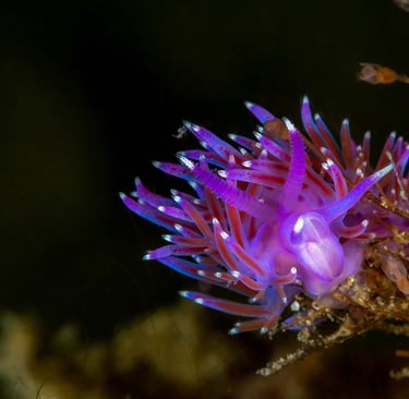 Flabelline mauve