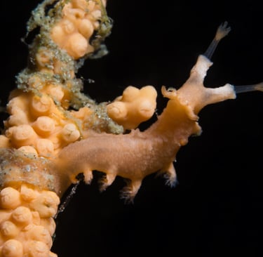 Tritonia des gorgones