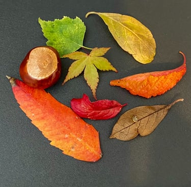 A collection of leaves and a conker, with a tiny snail on a leaf