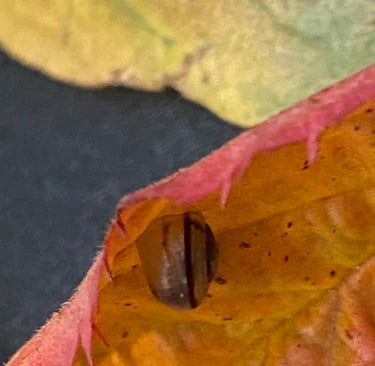 A tiny snail on a leaf - close-up