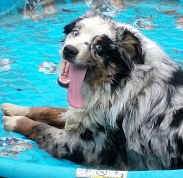 australian shepherd cooling off in a kiddy pool