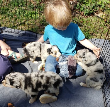 Boy with australian shepherd puppies