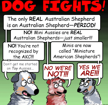Mini Aussie vs Mini American Shepherd graphic