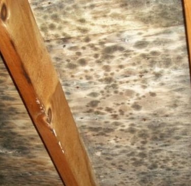 mold in attic roof