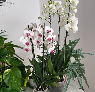 Elegant white moth orchids and purple-centered phalaenopsis orchids on a table with indoor house plants.
