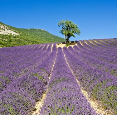 Lavender field in Provence with blue sky Valensole