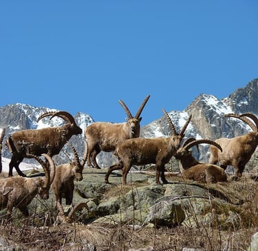 Alps ibex in Mercantour with snowy mountains