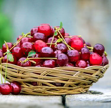 basket of juicy cherries from Provence