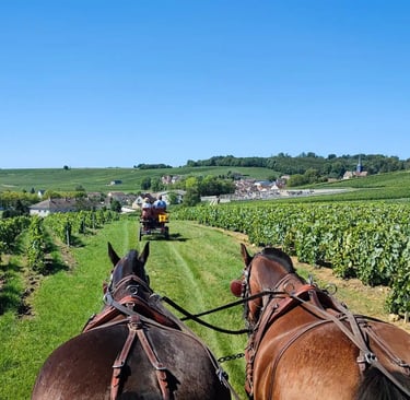 Horse riding in vineyards in Champagne