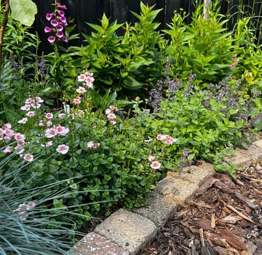 flowers for spring, pink and purple