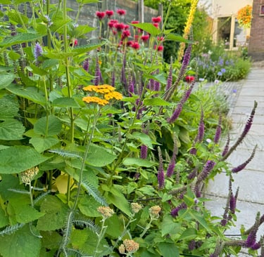 Vaste planten in een tuin met roze en paars
