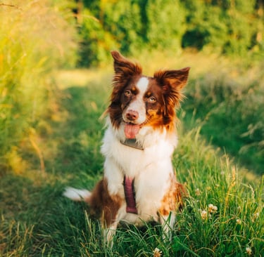 Hund erkundet achtsam den Wald – Beziehung und Natur im Fokus bei Takoda
