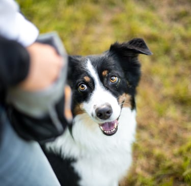 Hund im Wald – naturverbundenes Training und Spaziergänge mit Takoda