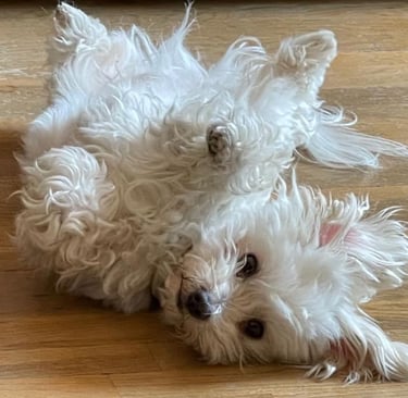 Marco, bichón maltés jugando con alegría, símbolo de energía y amor incondicional en MundoBichón