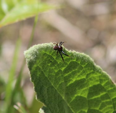 remède de grand-mère contre les araignées rouges
